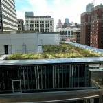 Established Plants on Green Roof