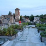 Growing Food on a Roof